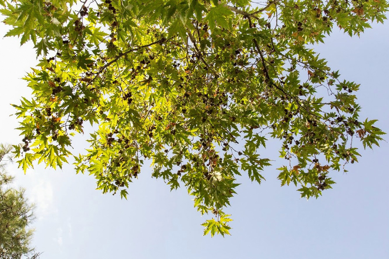 Изображение особи Platanus orientalis.