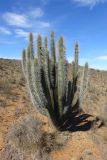 Trichocereus chiloensis