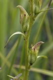 Pedicularis nasuta. Часть побега с незрелыми плодами. Сахалинская обл., Охинский р-н, окр. г. Оха, побережье Охотского моря, юго-западный берег залива Кету (Первая бухта). 24.07.2017.