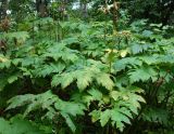 Heracleum lanatum