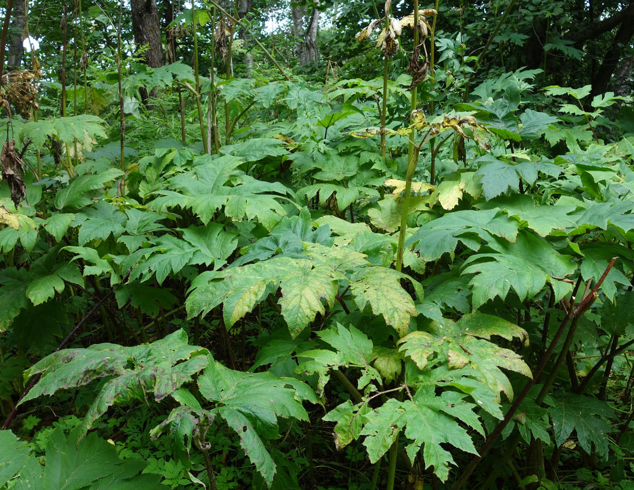 Изображение особи Heracleum lanatum.