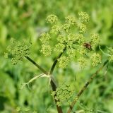 Heracleum sibiricum