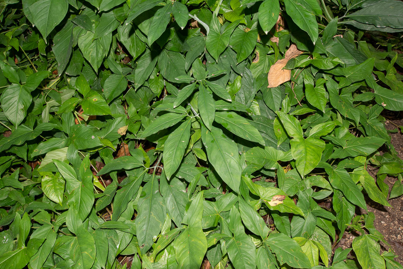 Изображение особи Syngonium podophyllum.