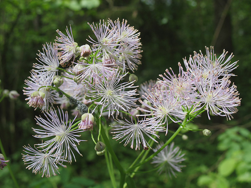 Image of Thalictrum aquilegiifolium specimen.