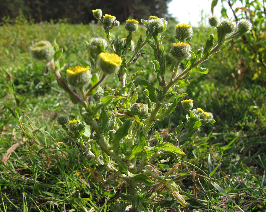 Изображение особи Pulicaria vulgaris.