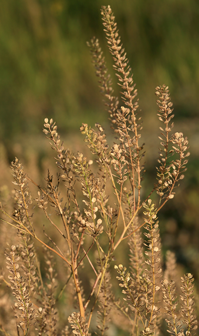 Image of Lepidium densiflorum specimen.