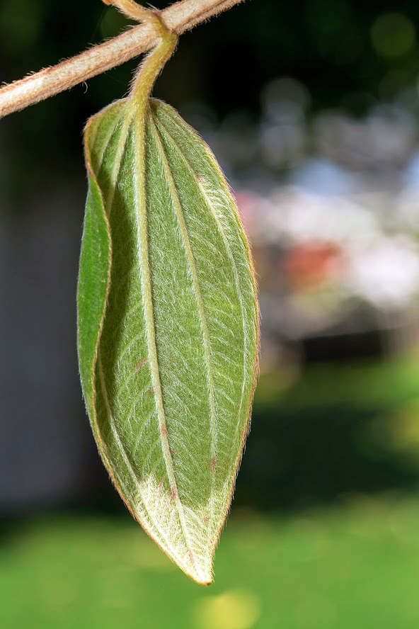 Image of Tibouchina urvilleana specimen.