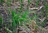 genus Carex. Цветущее растение. Астраханская обл., Астраханский заповедник, Дамчикский участок, берег реки. 29.04.2019.