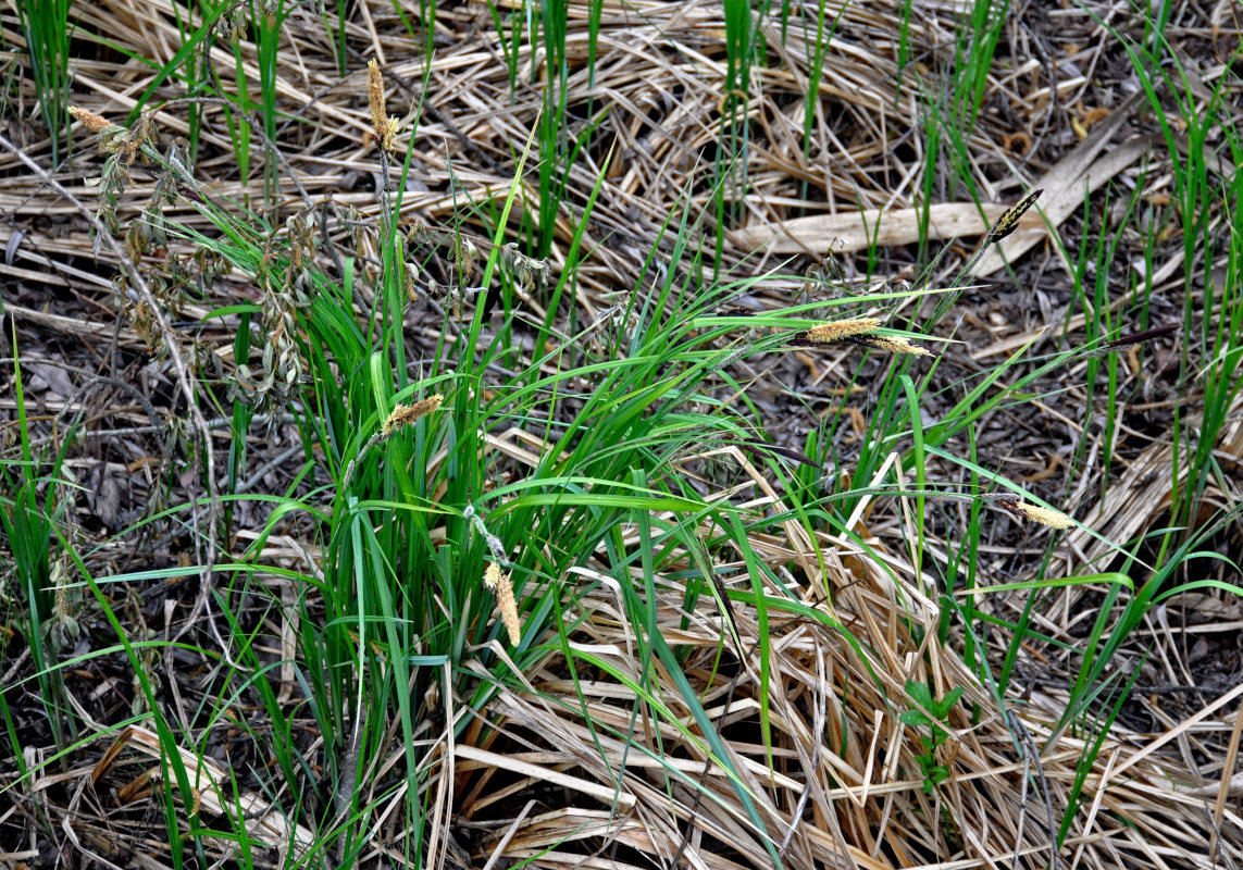 Изображение особи род Carex.
