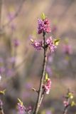 Daphne mezereum