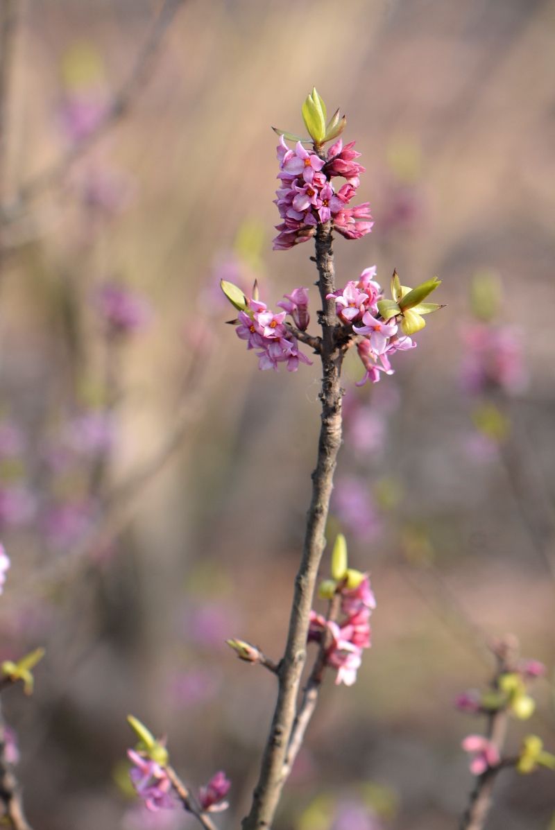 Изображение особи Daphne mezereum.