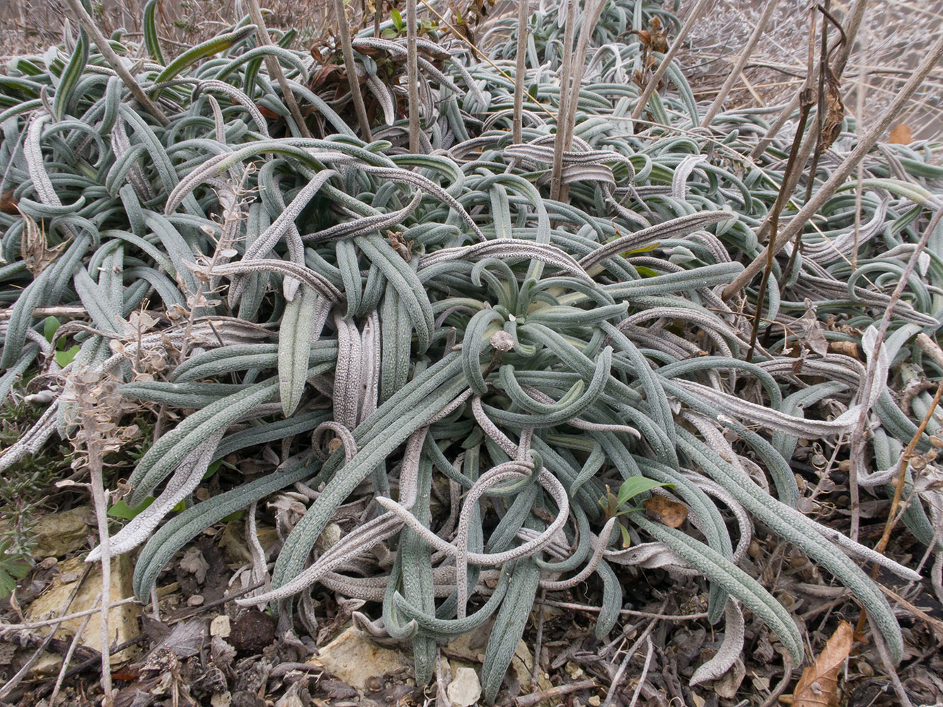 Image of Onosma taurica specimen.