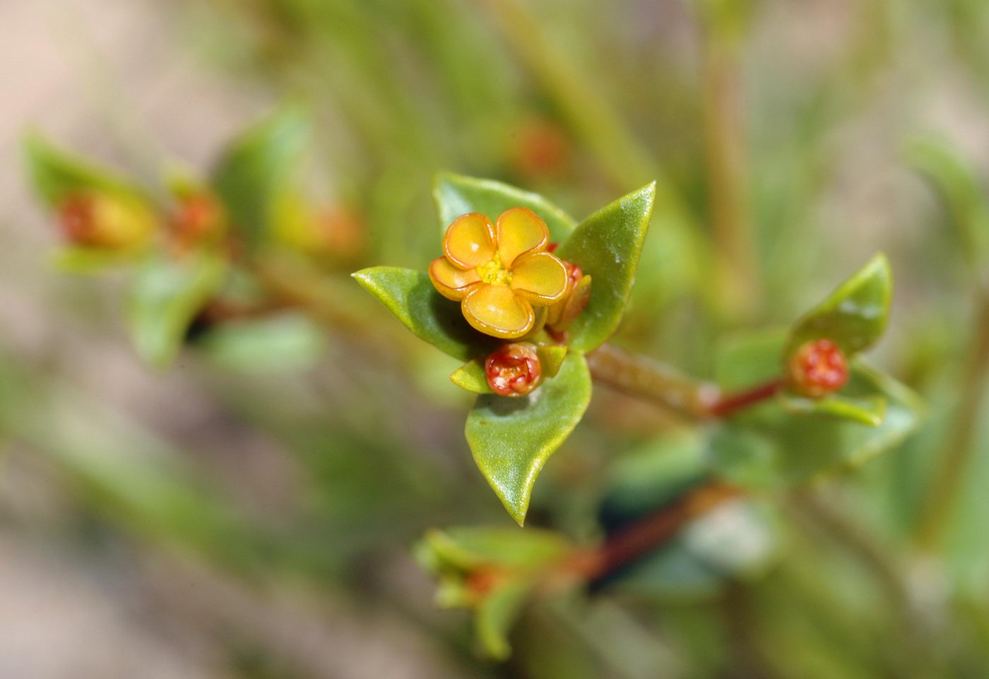 Image of Euphorbia sclerocyathium specimen.