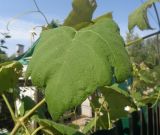 genus Vitis