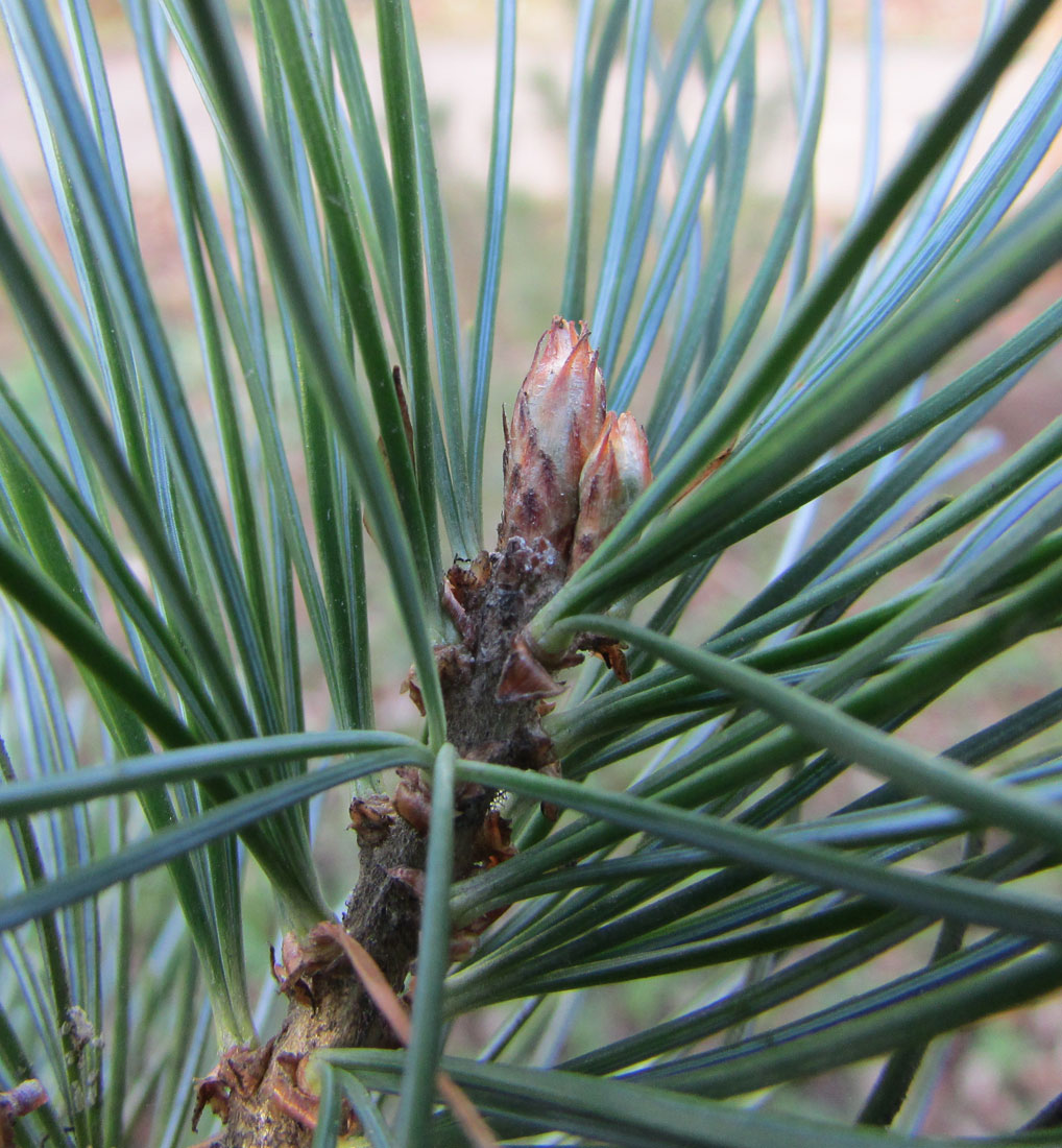 Image of Pinus parviflora specimen.