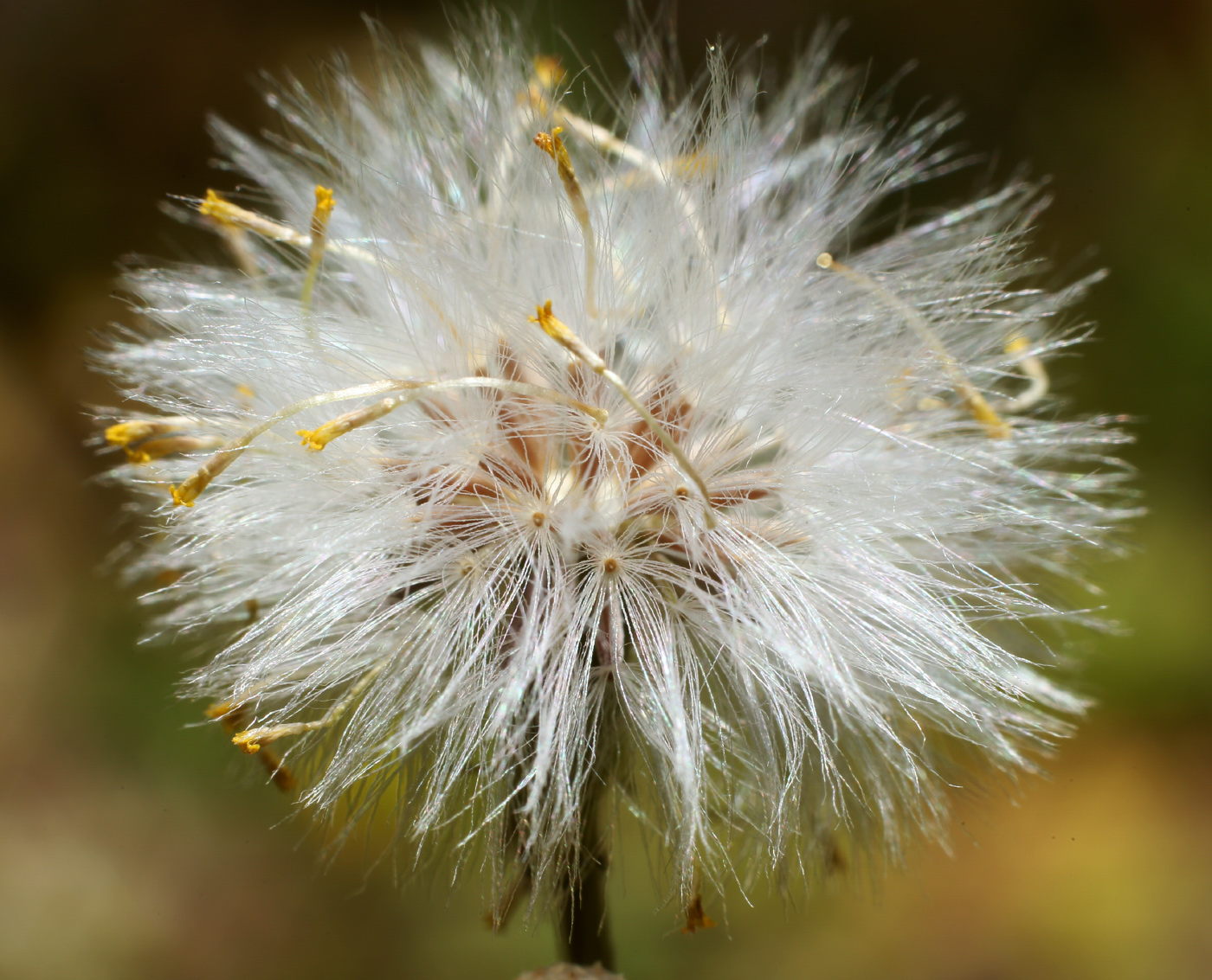 Image of Senecio vulgaris specimen.