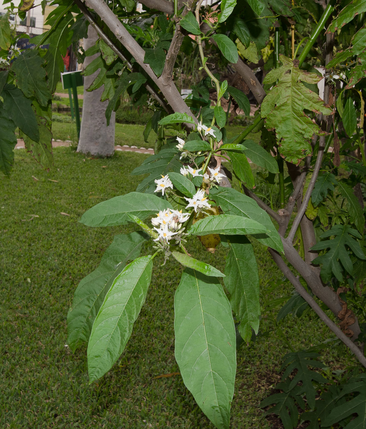 Изображение особи Solanum caricaefolium.