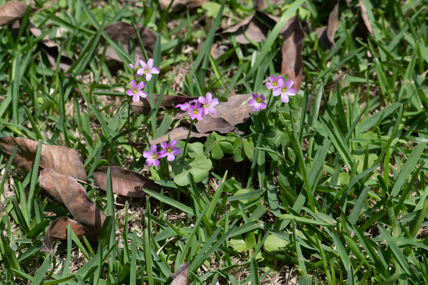 Image of genus Oxalis specimen.