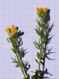 Genista hispanica