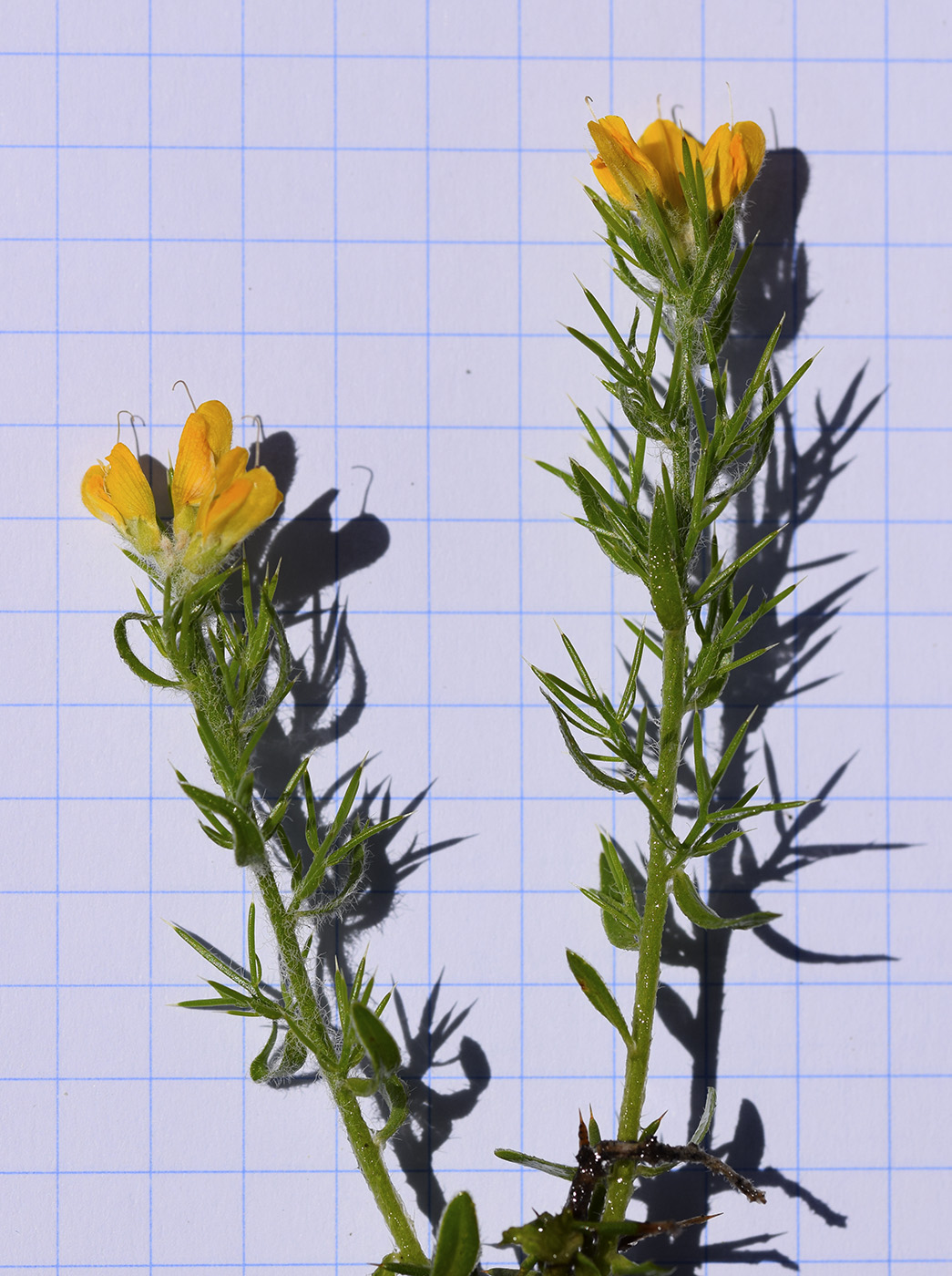 Изображение особи Genista hispanica.