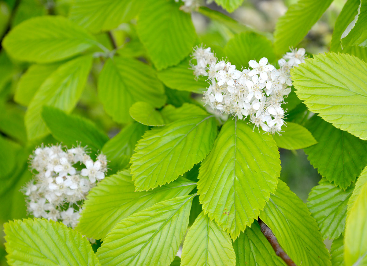 Изображение особи Sorbus aria.