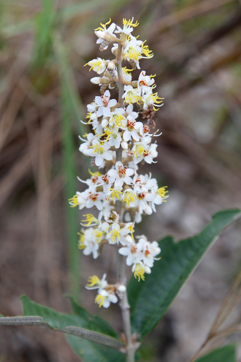 Image of Miconia fallax specimen.