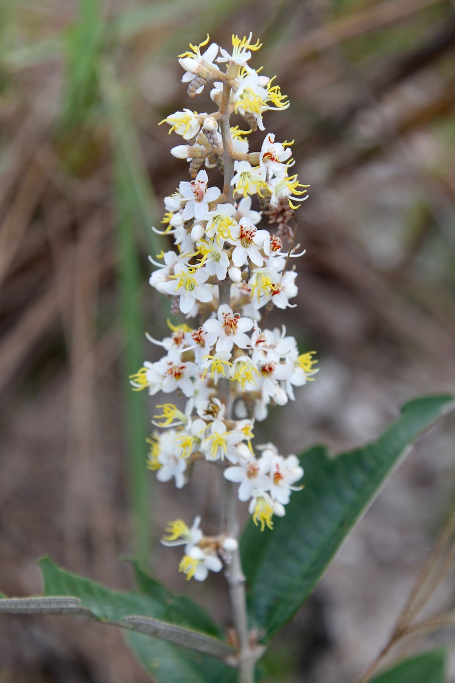 Изображение особи Miconia fallax.