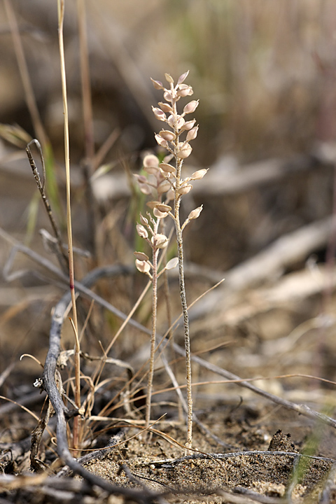 Изображение особи Alyssum turkestanicum var. desertorum.