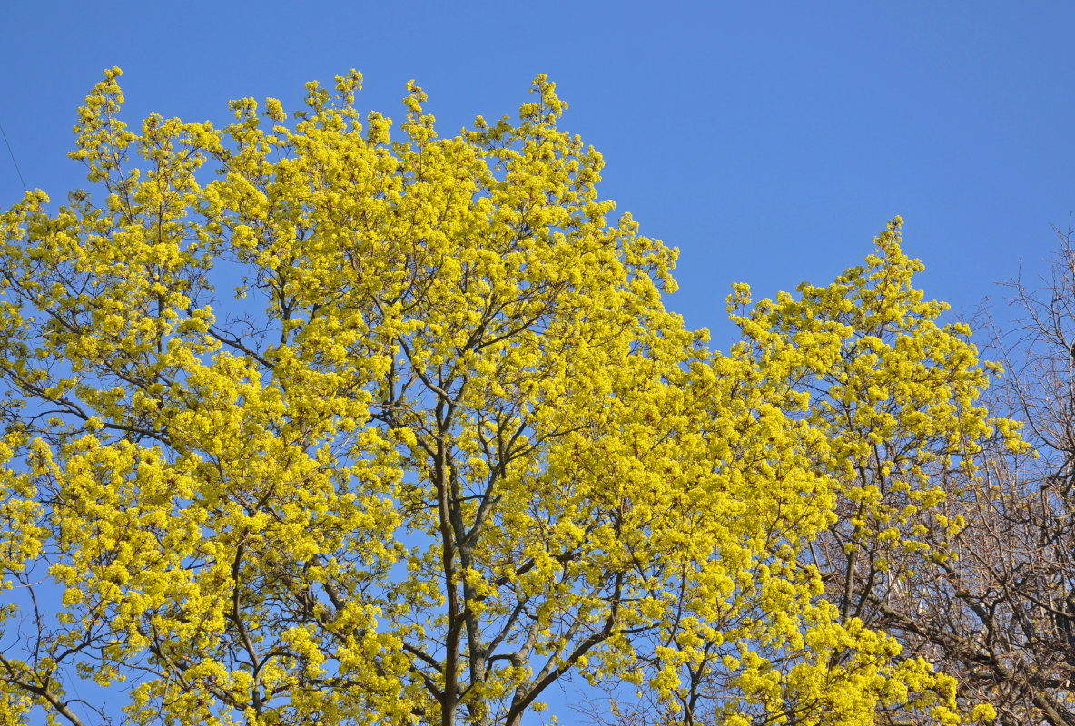 Image of Acer platanoides specimen.