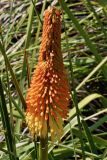 Kniphofia uvaria