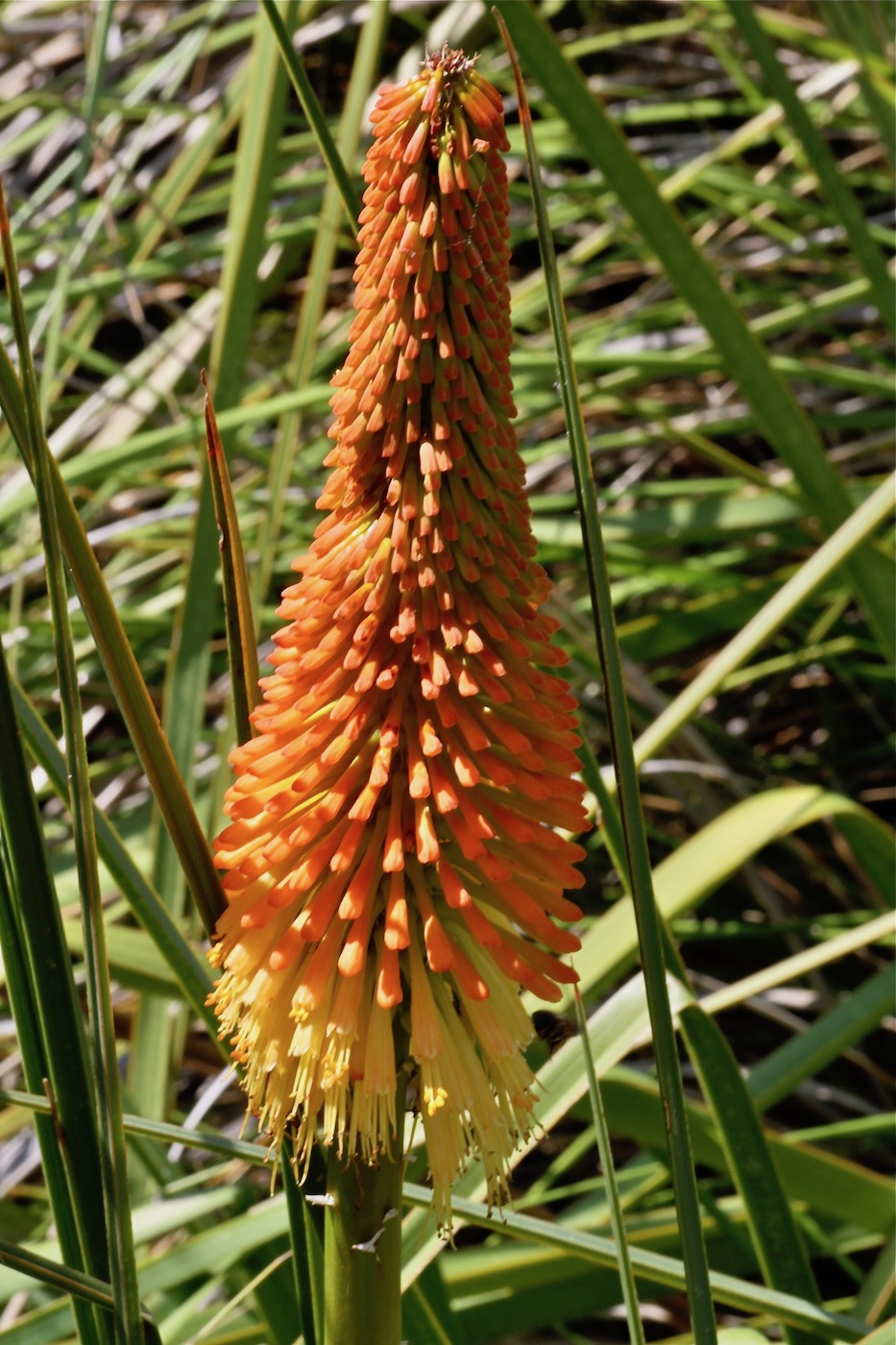 Изображение особи Kniphofia uvaria.