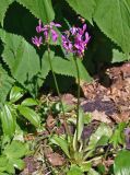 Dodecatheon meadia