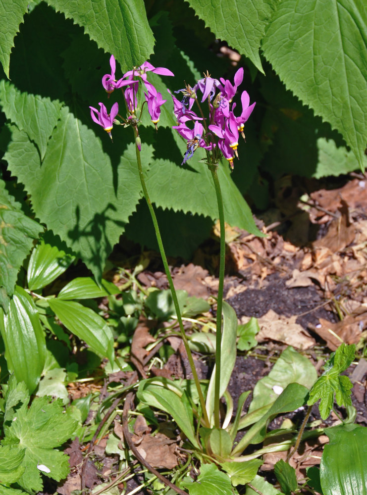 Изображение особи Dodecatheon meadia.