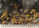 Medicago praecox