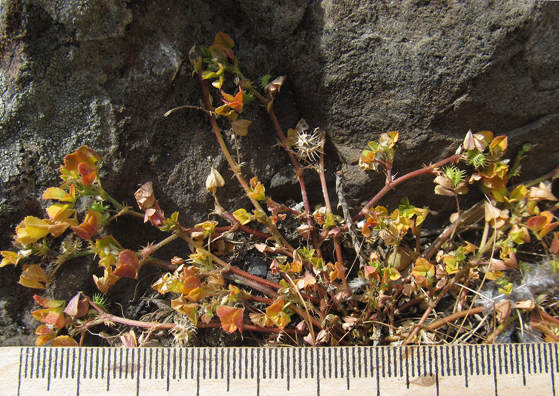 Image of Medicago praecox specimen.