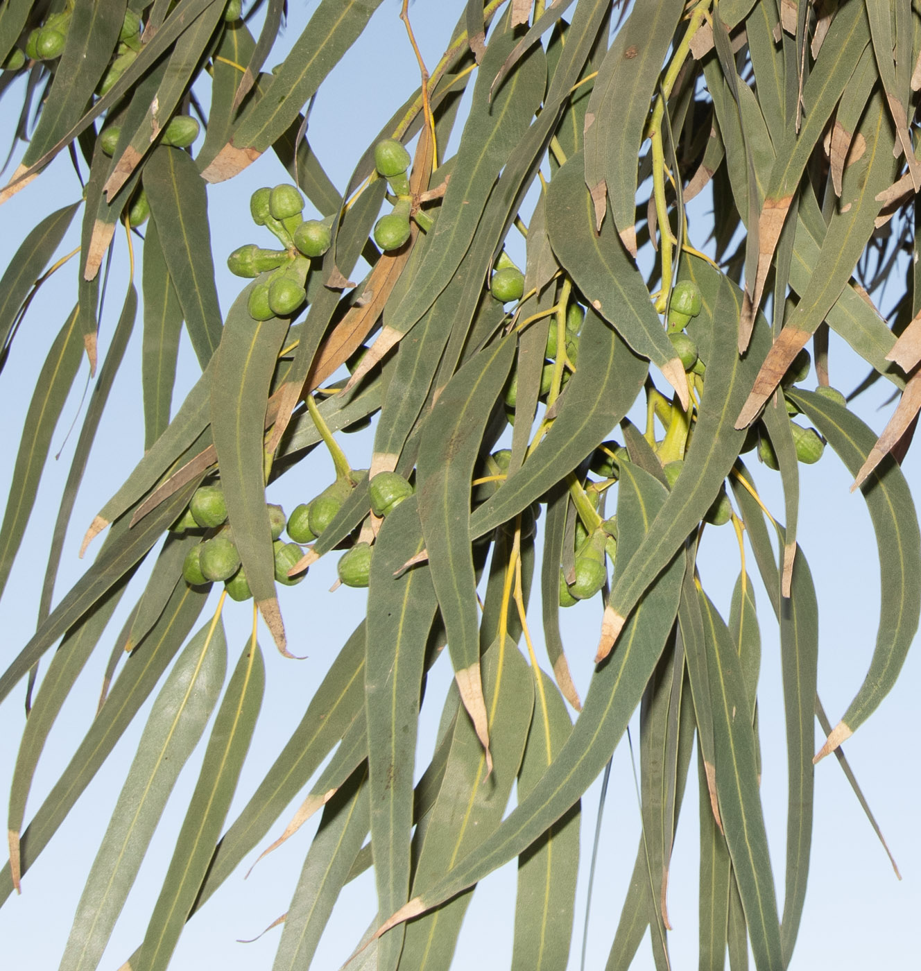 Image of genus Eucalyptus specimen.