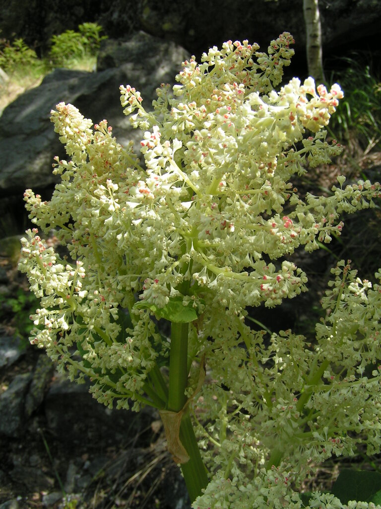 Image of Rheum rhaponticum specimen.