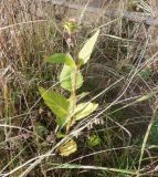 Silphium perfoliatum