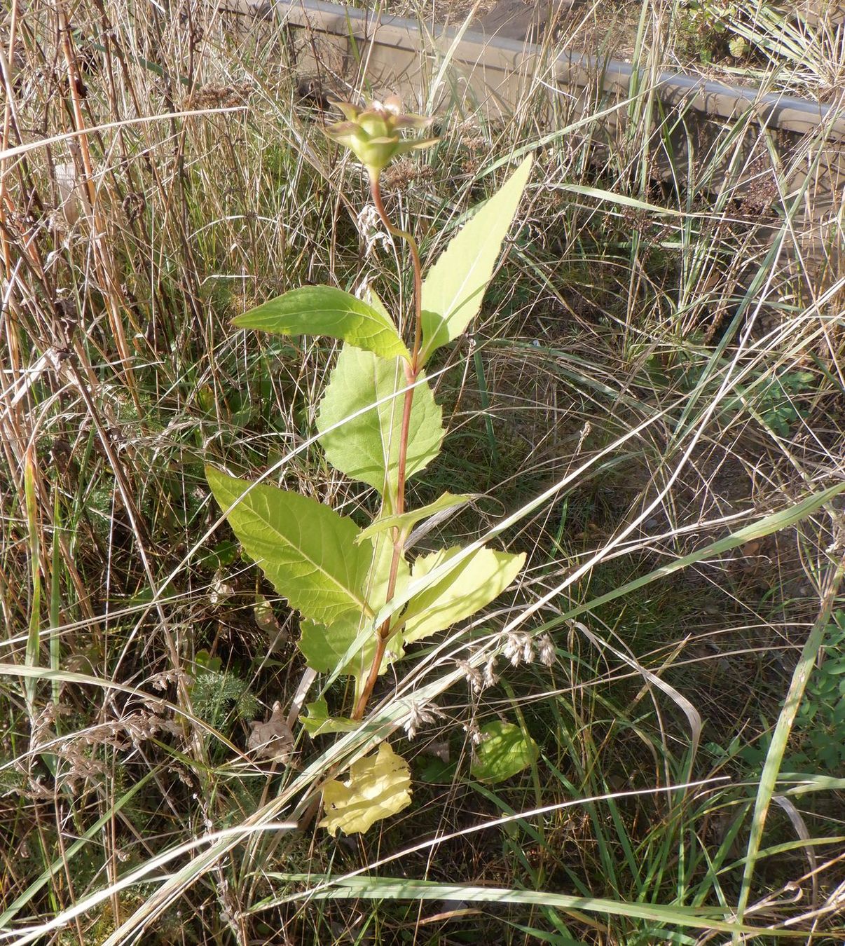 Изображение особи Silphium perfoliatum.