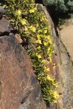 Gelsemium sempervirens