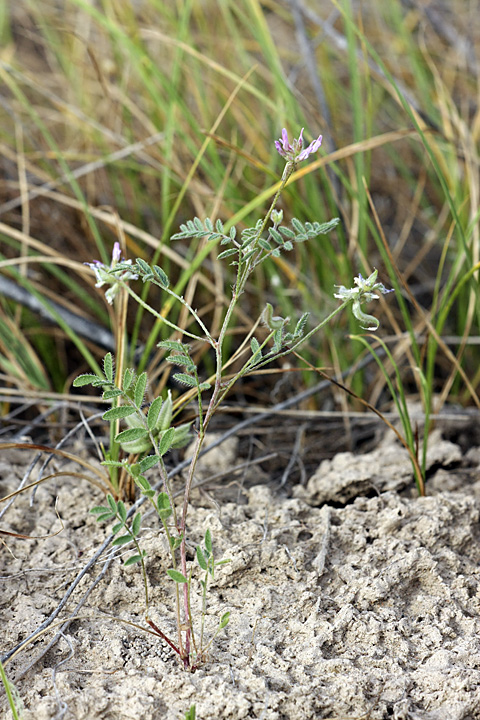 Image of Astragalus filicaulis specimen.