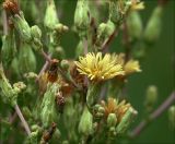 Lactuca sativa