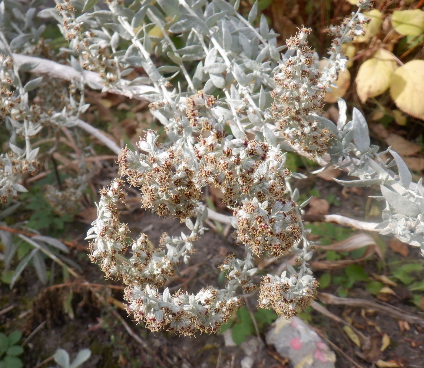 Изображение особи Artemisia ludoviciana.