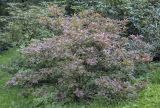 Rhododendron подвид japonicum