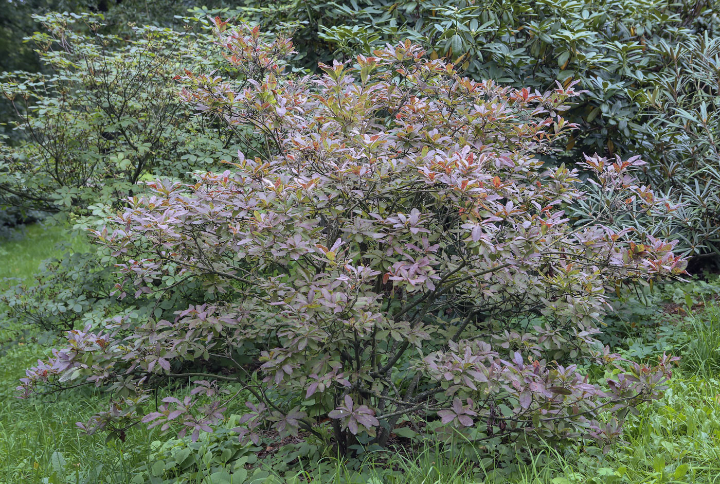 Image of Rhododendron molle ssp. japonicum specimen.
