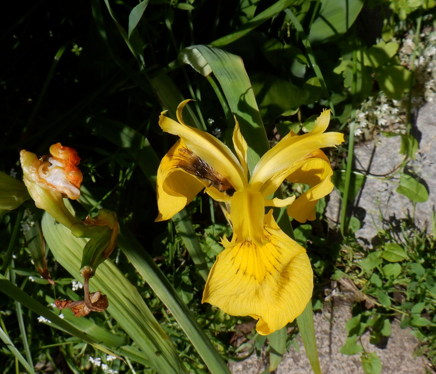 Изображение особи Iris pseudacorus.