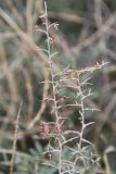 Noaea mucronata