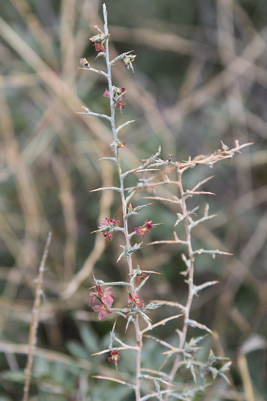 Изображение особи Noaea mucronata.