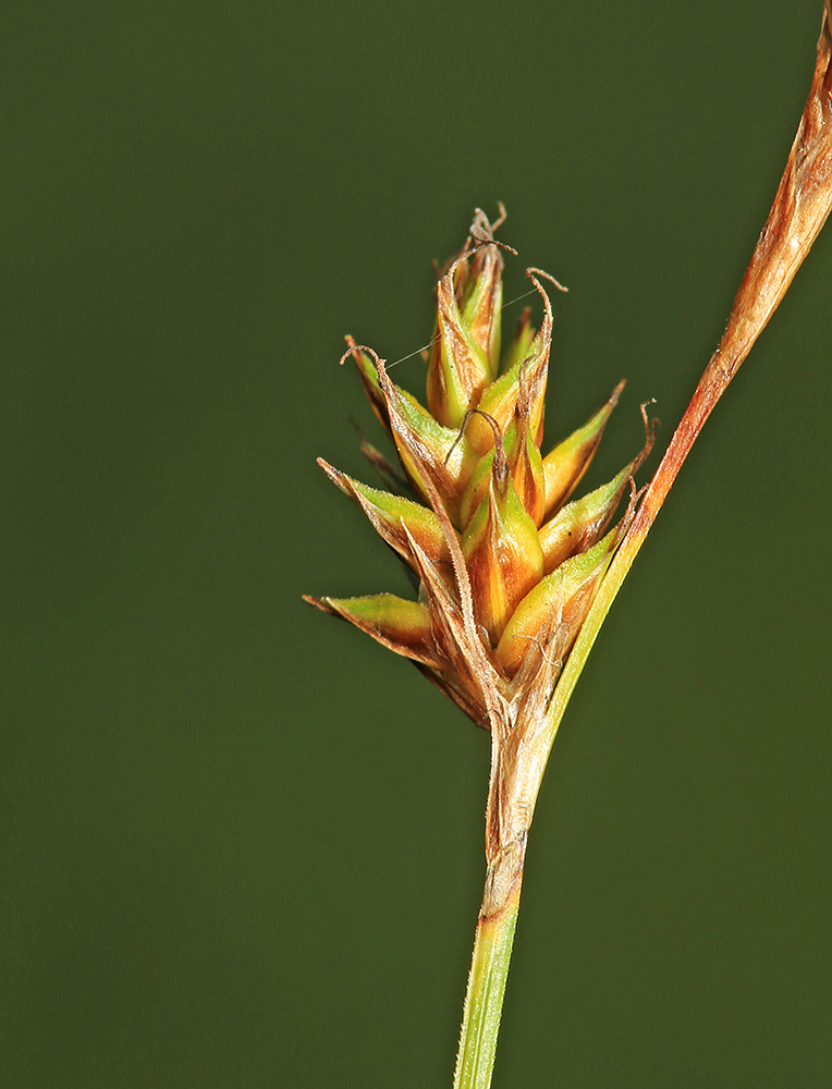 Изображение особи Carex diplasiocarpa.