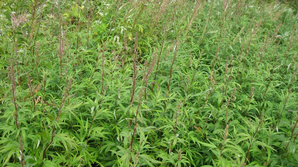 Image of Artemisia opulenta specimen.